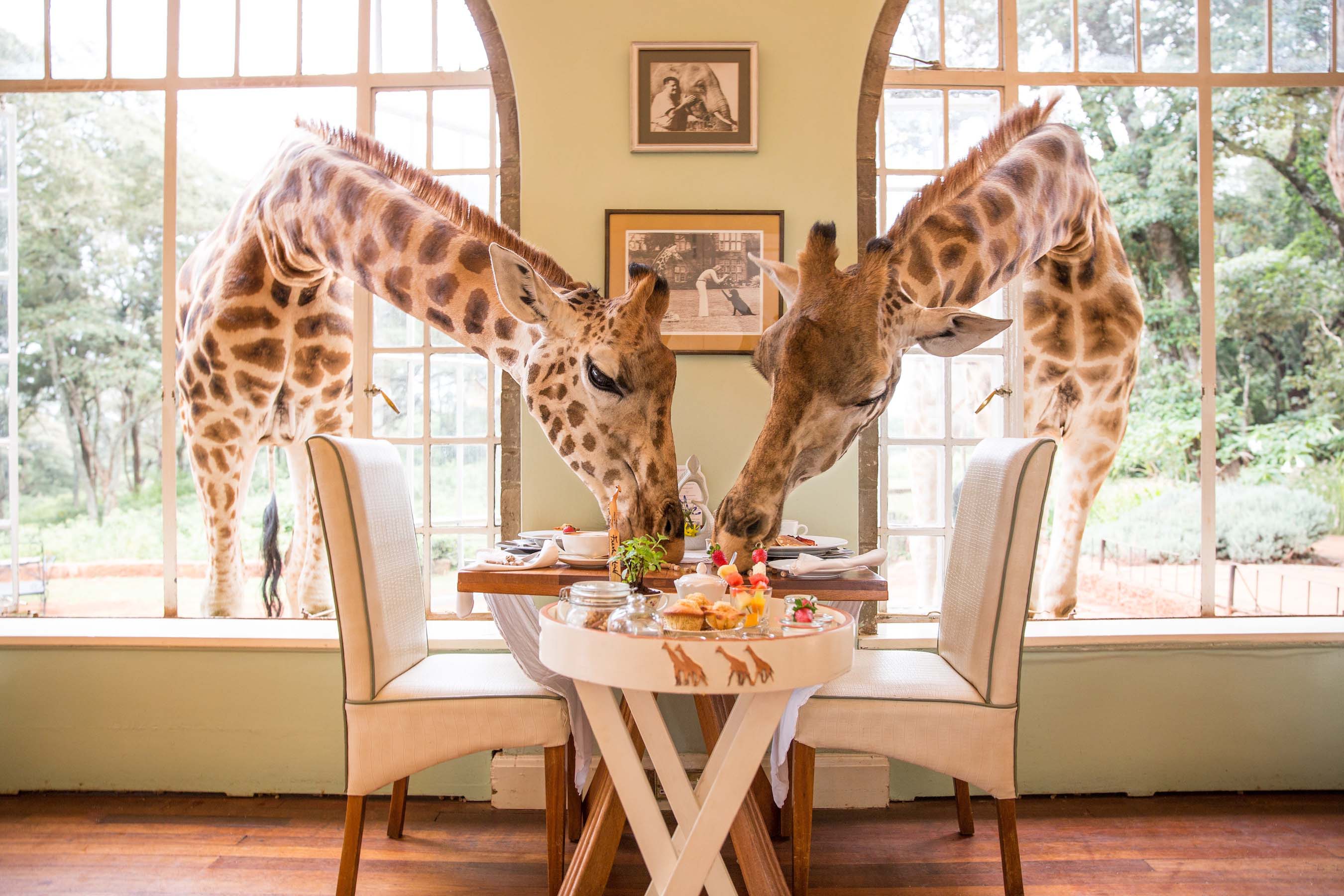 Giraffe Mannor on a Luixury Safaari Kenya